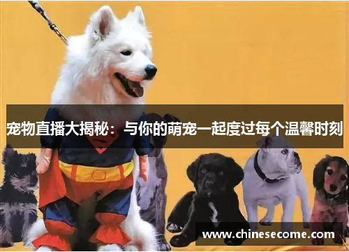 宠物直播大揭秘：与你的萌宠一起度过每个温馨时刻